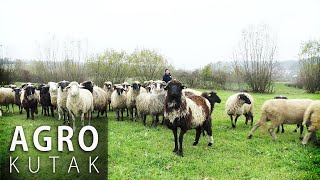 Koliko je teško baviti se ovčarstvom  AGRO KUTAK [upl. by Madella]