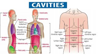 Body Cavities Cranial Cavity Vertebral Cavity Thoracic Cavity Abdominal Cavity Pelvic Cavity [upl. by Camile885]