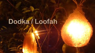 DIY Loofah  Loofa sponge  Natural Loofah spongedodka decoration [upl. by Khano]