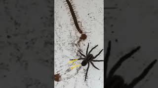 centipede vs philippines spider  agwason alupihan fighting fighting shorts [upl. by Velda193]