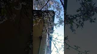 Cherry blossom flower winter seasons himonMarakvlog [upl. by Ennayr]