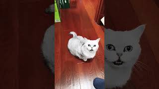 Demanding Cat cat viralvideo [upl. by Yrtua]