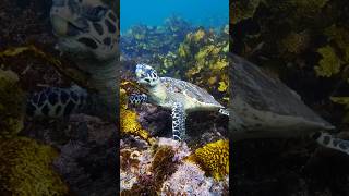 Hawksbill Turtle A Rare Ocean Beauty 🌊🐢 marinewildlife endangeredspecies [upl. by Tryck]