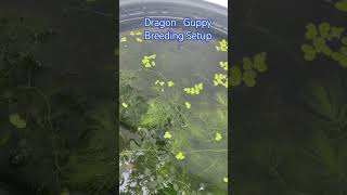 Dragon Guppy Breeding issue [upl. by Daigle]