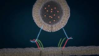 How SNARE proteins work [upl. by Amzaj]