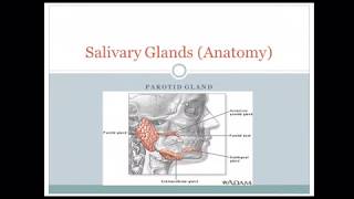 Salivary Glands Anatomy [upl. by Eyahs296]