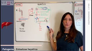 Patologia Geral  Aula Teórica  Patogenia da Esteatose Hepática [upl. by Nirac]