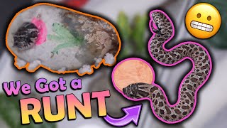 A Runt Hognose Snake Hatched [upl. by Araeic482]