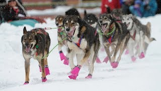 Iditarod 2018 begins with a celebration in Anchorage [upl. by Ahsot]