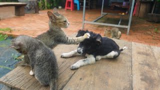 How does a kitten react to a disturbing puppy [upl. by Adnilim]