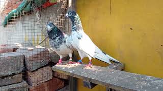 Ch Wala Teddy 12 No Male 41 No Female ll Adnan Malik Pigeons ll [upl. by Roht]