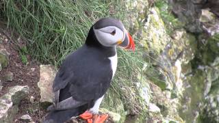 Puffin Bempton Cliffs [upl. by Relyk779]