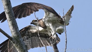 Falco Pescatore  Osprey Pandion haliaetus [upl. by Maida]