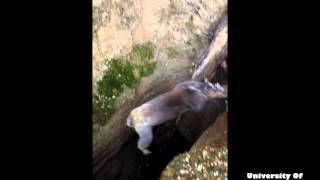 Koala falls whilst being rescued from Australian mineshaft [upl. by Samy559]