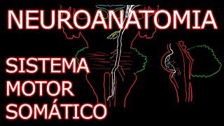 Aula Neuroanatomia  Sistema Motor Somático Vias Descendentes  Neuroanatomia Humana 4 [upl. by Reifel796]