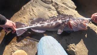 Rock Fishing Newport Jetty South Jetty Lingcod Black Bass amp Buffalo Sculpin [upl. by Haropizt]