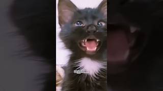 viral cat saying Haan black kitten meme [upl. by Eleazar]