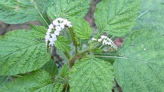 Sleep Better With These Medicinal Flowers [upl. by Ario516]