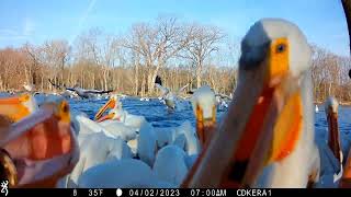 What are these pelicans actually eating [upl. by Eednim]