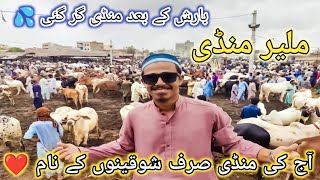 Malir Mandi Karachi Cattle Rates Update on 06082024  Barish Ka Bad Mandi Ki Position Tight 😱 [upl. by Gala458]