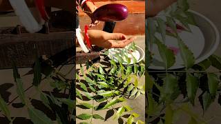 Neem begun recipe neembenefits food indianfood cooking begunrecipe shorts bengalirecipe eat [upl. by Amada]