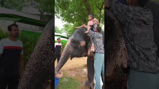 Maha ne liya elephant shower 🚿 [upl. by Drarreg]