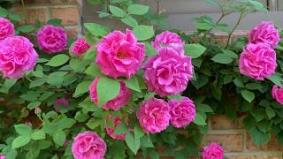 Zephirine Drouhin rose bush [upl. by Meenen986]