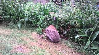 Hedgehog builds a nest in my garden [upl. by Halika]