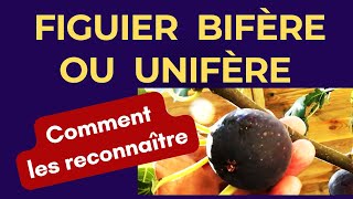 Figuiers unifères ou bifères  quelle est la différence  Les premiers signes [upl. by Sephira]