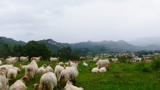 Basque Country Fair [upl. by Innus]