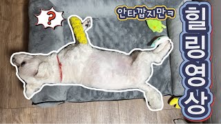 그래서 다리가 왜 그래 Dog’s cast [upl. by Hornstein]