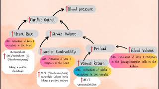 Blood pressure determinants [upl. by Hoashis528]