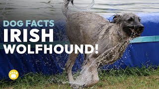 Irish Wolfhound Dog Facts Size Health Training History [upl. by Aketal]