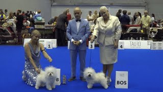 Bolognese World dog show 2023 in Geneva Switzerland [upl. by Karli520]