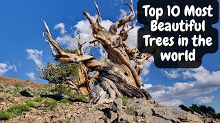 Top 10 Most Beautiful Trees in The World [upl. by Enelym]