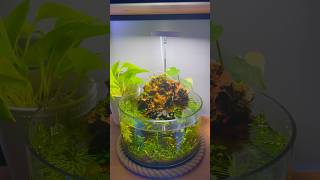 Water Fall Aquascape aquascape fishtank aquarium terrarium plantedtank fishkeeping plants [upl. by Ringe999]