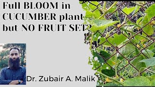 FULL BLOOM IN CUCUMBER BUT NO FRUIT SET Why Cucumber Plants Arent Bearing Fruits Despite Flowering [upl. by Eden]