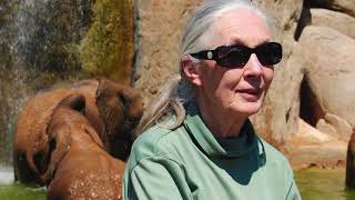 BIOPARC felicita Jane Goodall por su 90 aniversario [upl. by Lettig]