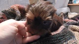 Chocolate Yorkie Puppy Teacup Yorkshire Terrier Pouding Au Chocolat 9 27 13 [upl. by Lory]