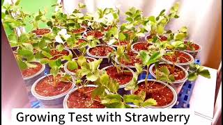 Led Grow Light for Strawberry [upl. by Rector]