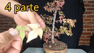 bonsai liquidambar  parte 4 [upl. by Bell]