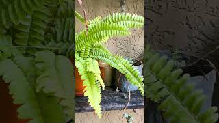 Plant update 🪴 plants balconyplants apartmentgardening [upl. by Rich]