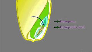 Seed Structure and Classification [upl. by Lesser]