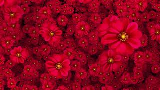 Cool Flowers Moving Video Background HD 1080p [upl. by Ahsimit]