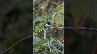 The Indian Paradise Flycatcher A Symbol of Beauty in the Wild  🇮🇳 [upl. by Lenneuq271]