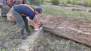 Stihl MS 500i amp Fűrész Killer Bandika 😁 [upl. by Esther]