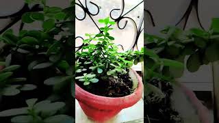 crassula plant lucky plant trendingshorts  Kuber plantnature [upl. by Anselm]