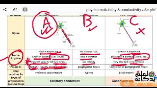 Physiology L 11  excitability and conductivity of nerve fiber [upl. by Hanser]