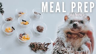 Hedgehog Meal Prep And Nutrition Details [upl. by Nitsid]