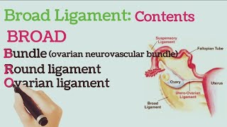 Broad Ligament Contents [upl. by Urbas818]